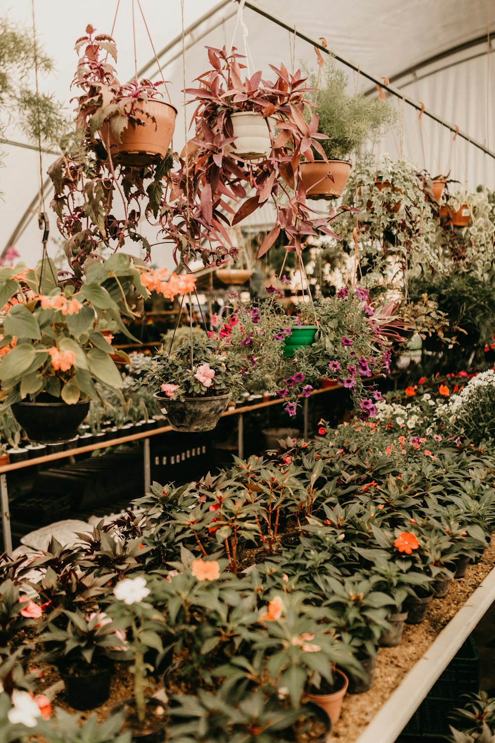 green plants on assorted-colored pots