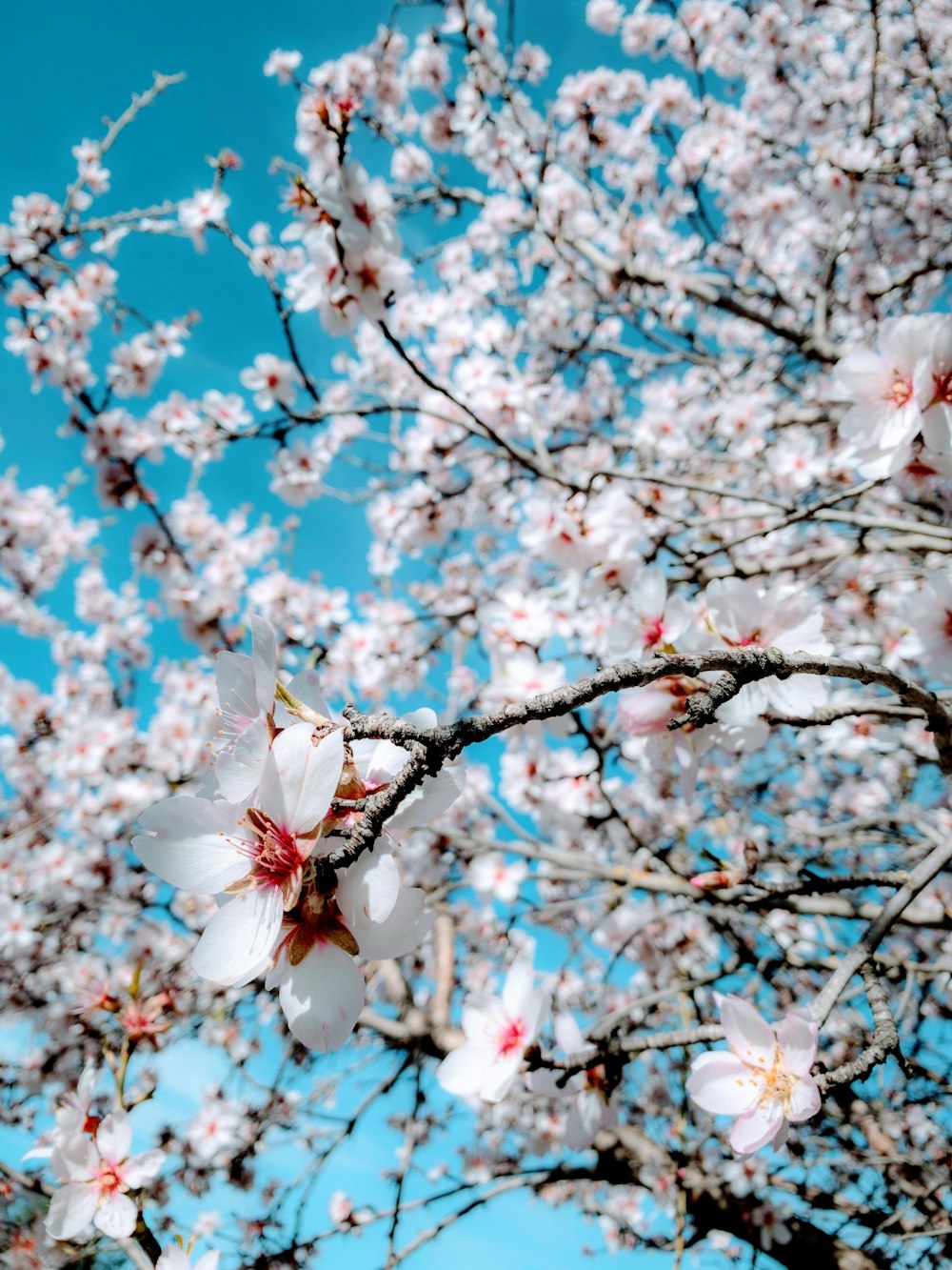 flor de cerejeira branca durante o dia