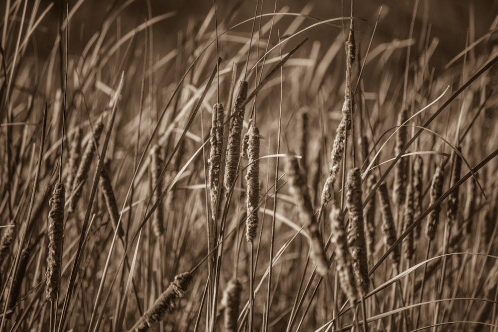 sepia photography of grass
