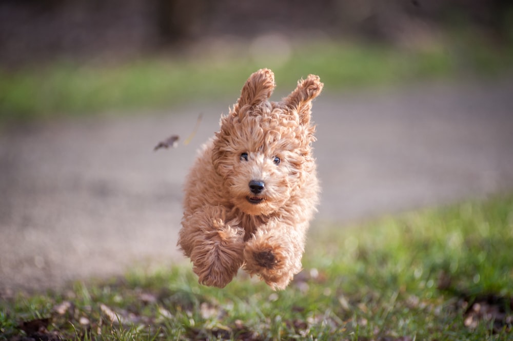 Cachorro pulando em gramíneas