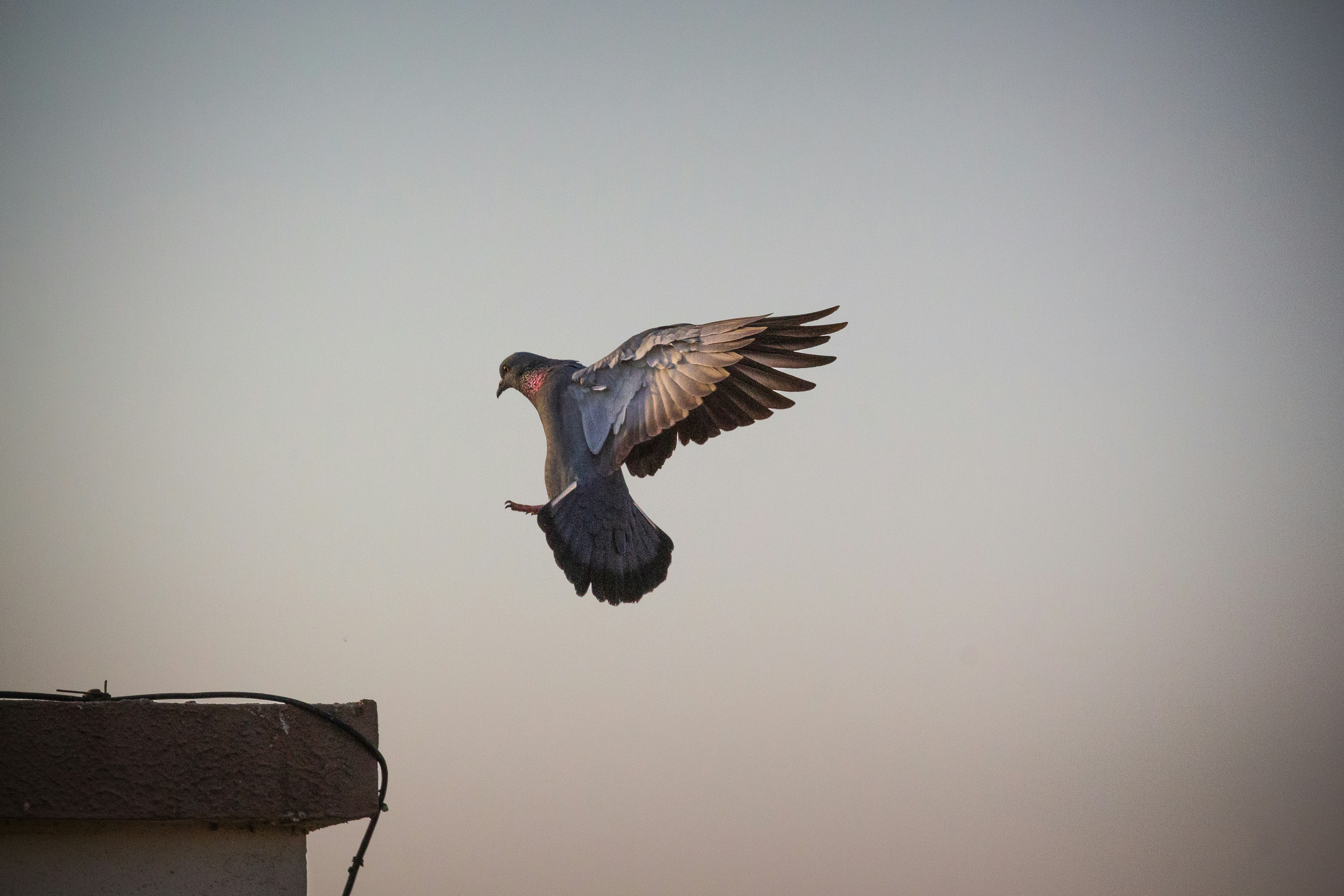 blue and brown bird flying under brown sky, The perfect Landing