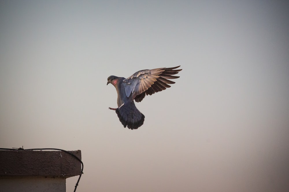 blue and brown bird flying under brown sky