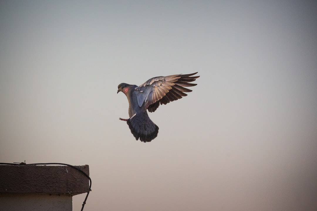 blue and brown bird flying under brown sky, The perfect Landing