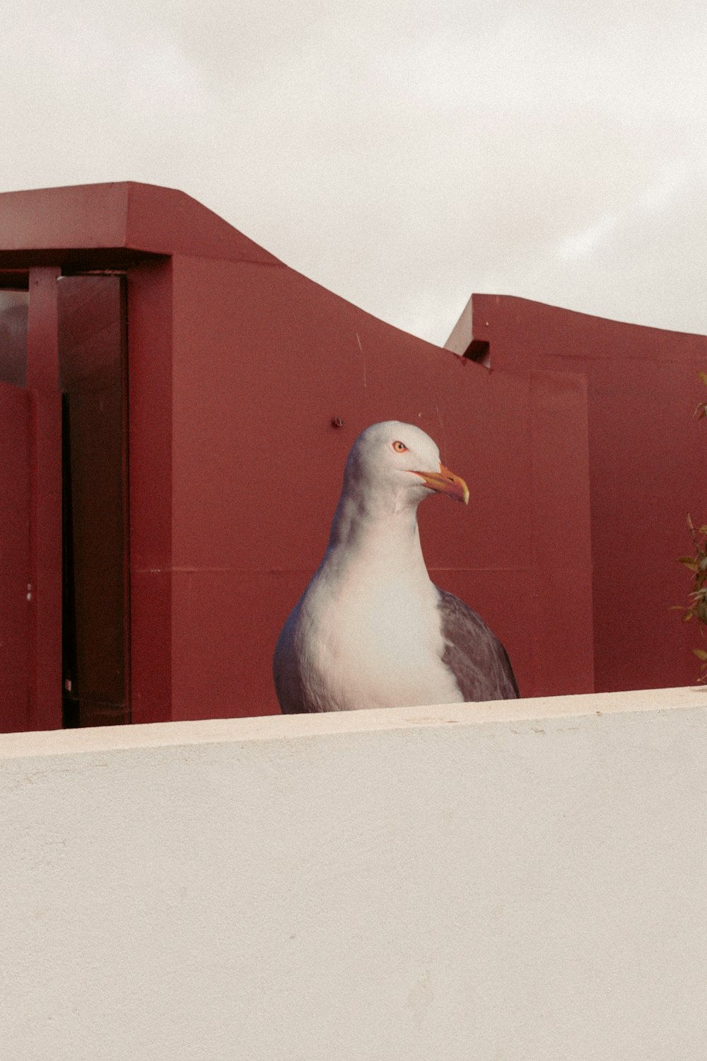 selective focus of sea gull on ledge during daytime