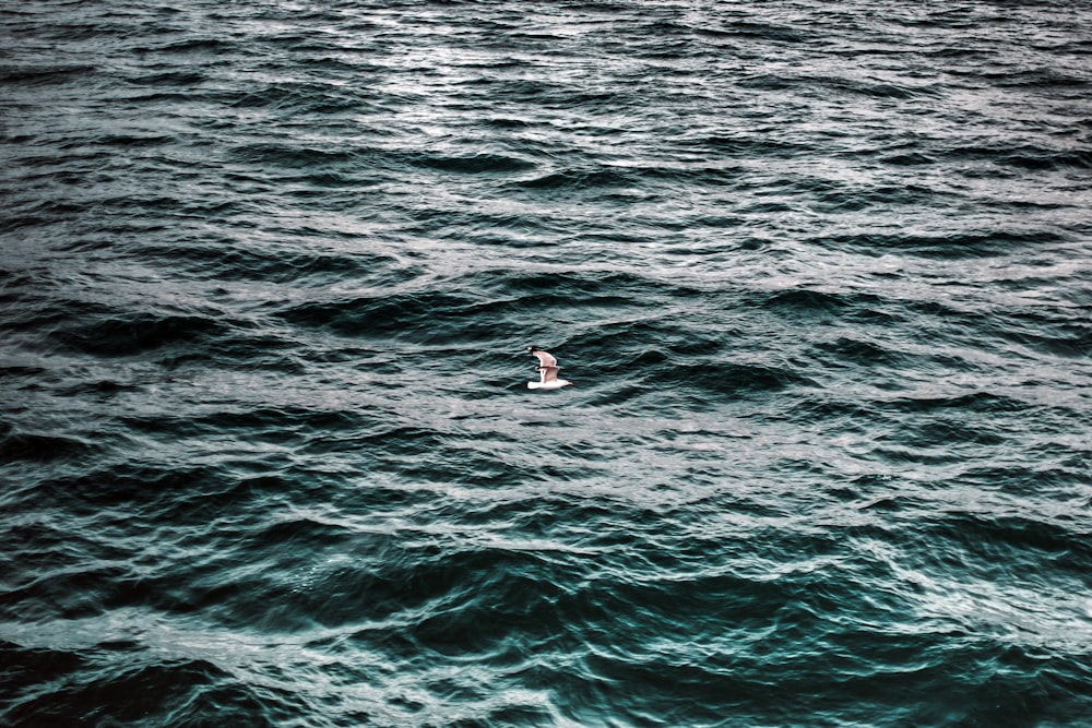 person on blue sea during daytime