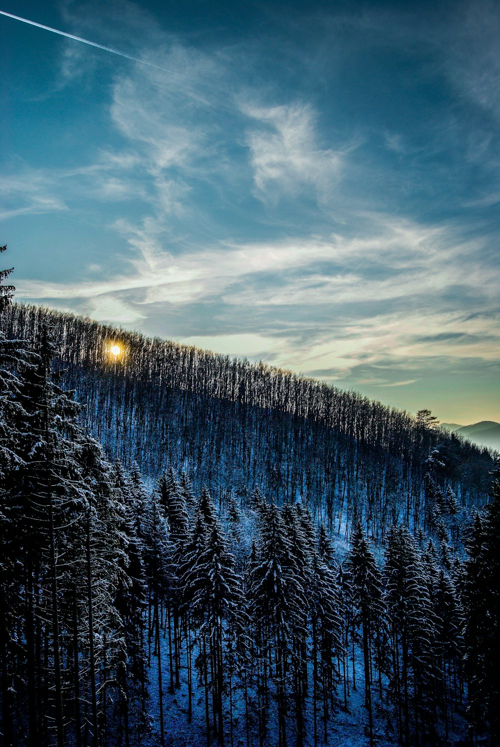 trees covered in snow