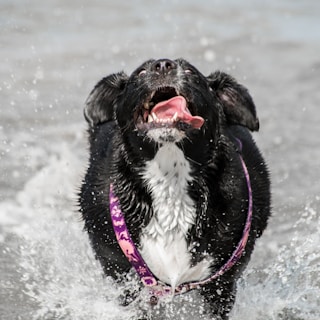 A black and white dog with its mouth open and tongue out, splashing through water. The dog appears to be wearing a purple and pink harness, and water droplets are visible around it, indicating energetic movement.