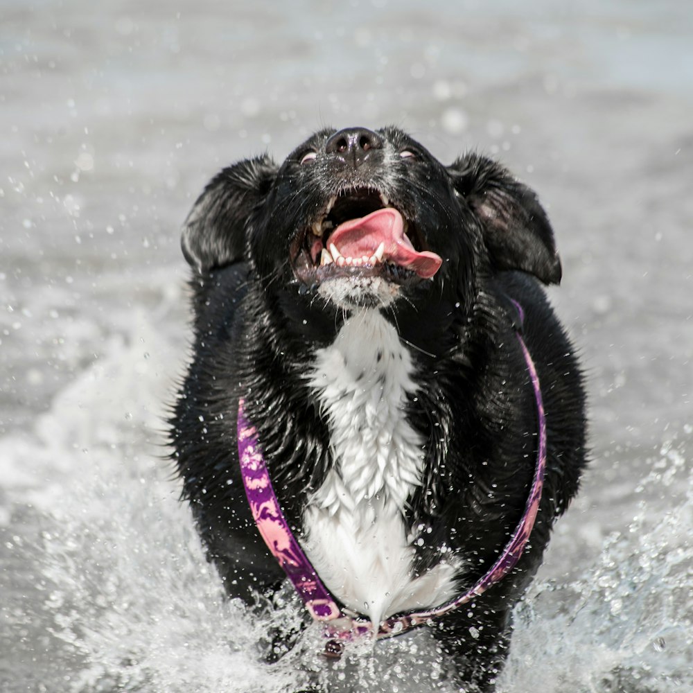 black dog running on body of water