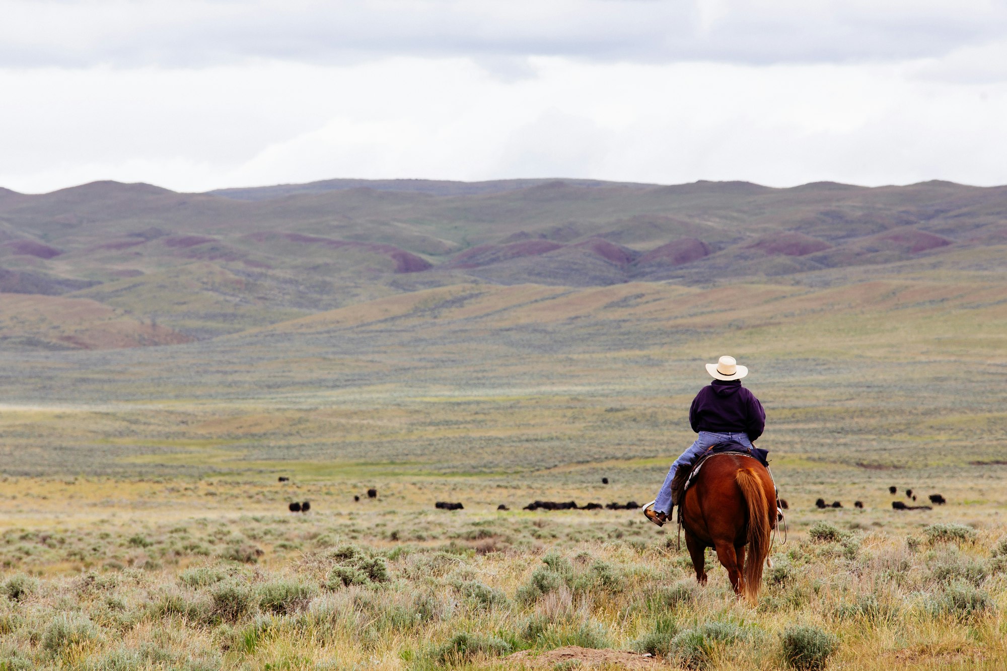 A rancher rides out to collect some cows in rural Montana.