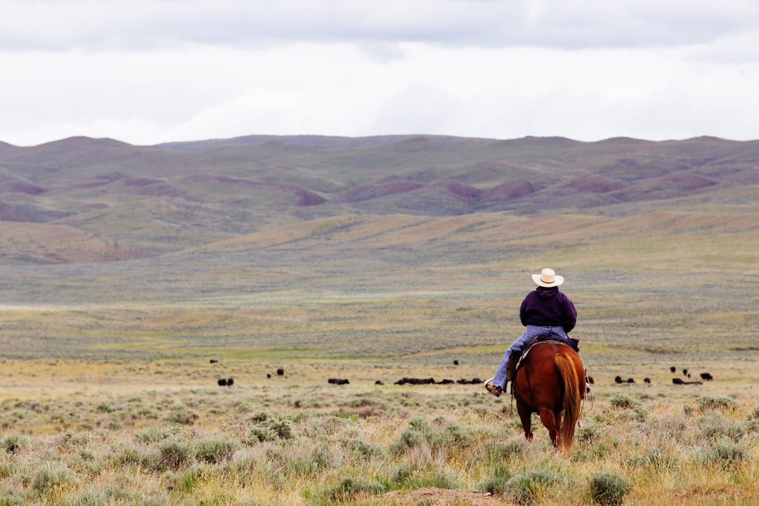 woman riding horse, A rancher rides out to collect some cows in rural Montana.