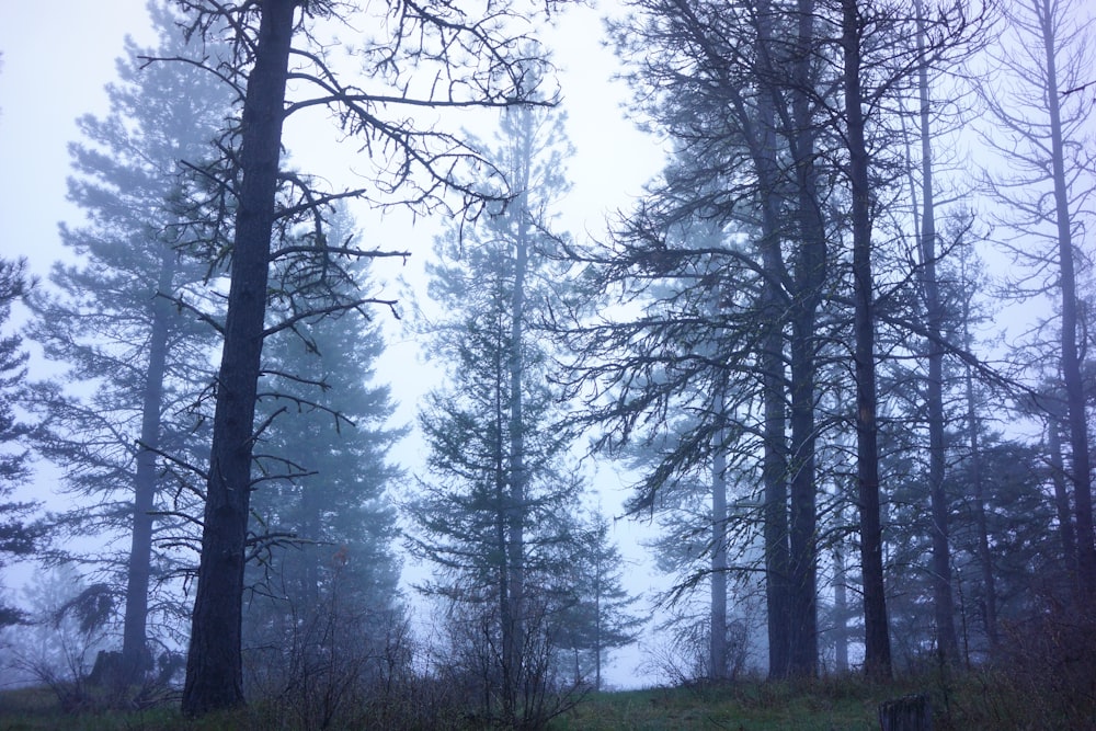 foresta durante il tempo nebbioso durante il giorno