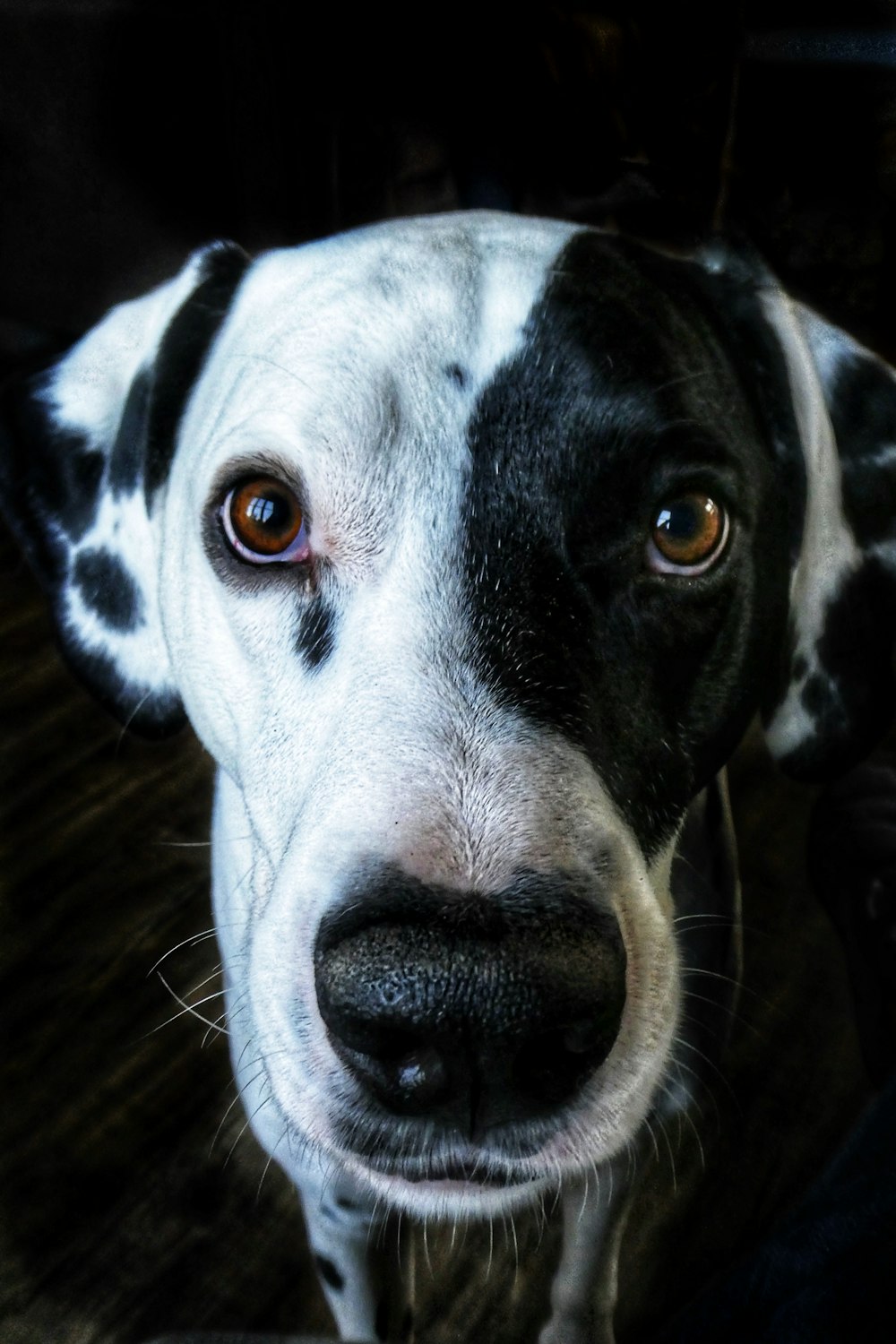 Cão preto e branco de pelagem curta