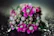 Close-up of a vibrant pink and white floral bouquet with dewdrops on petals.