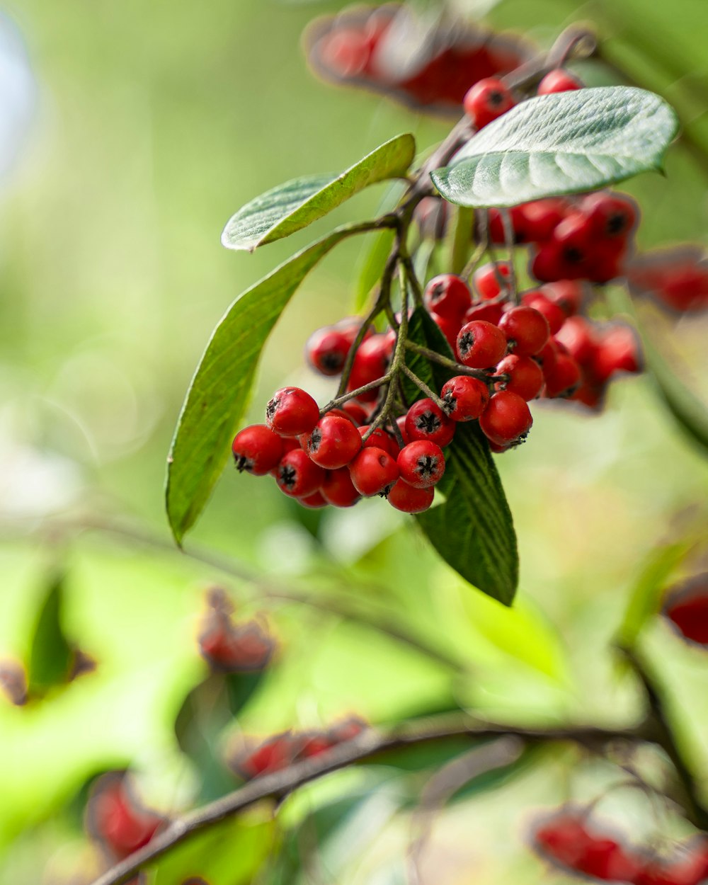 close-up photo of red berries
