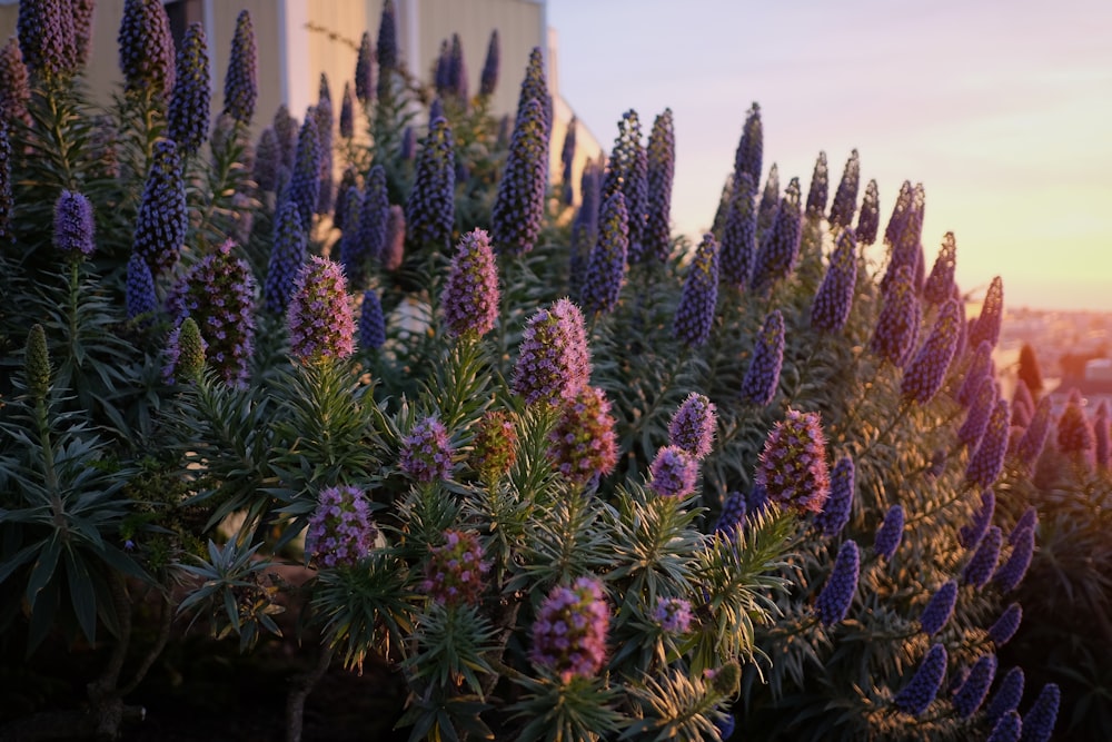 bunch of purple flowers