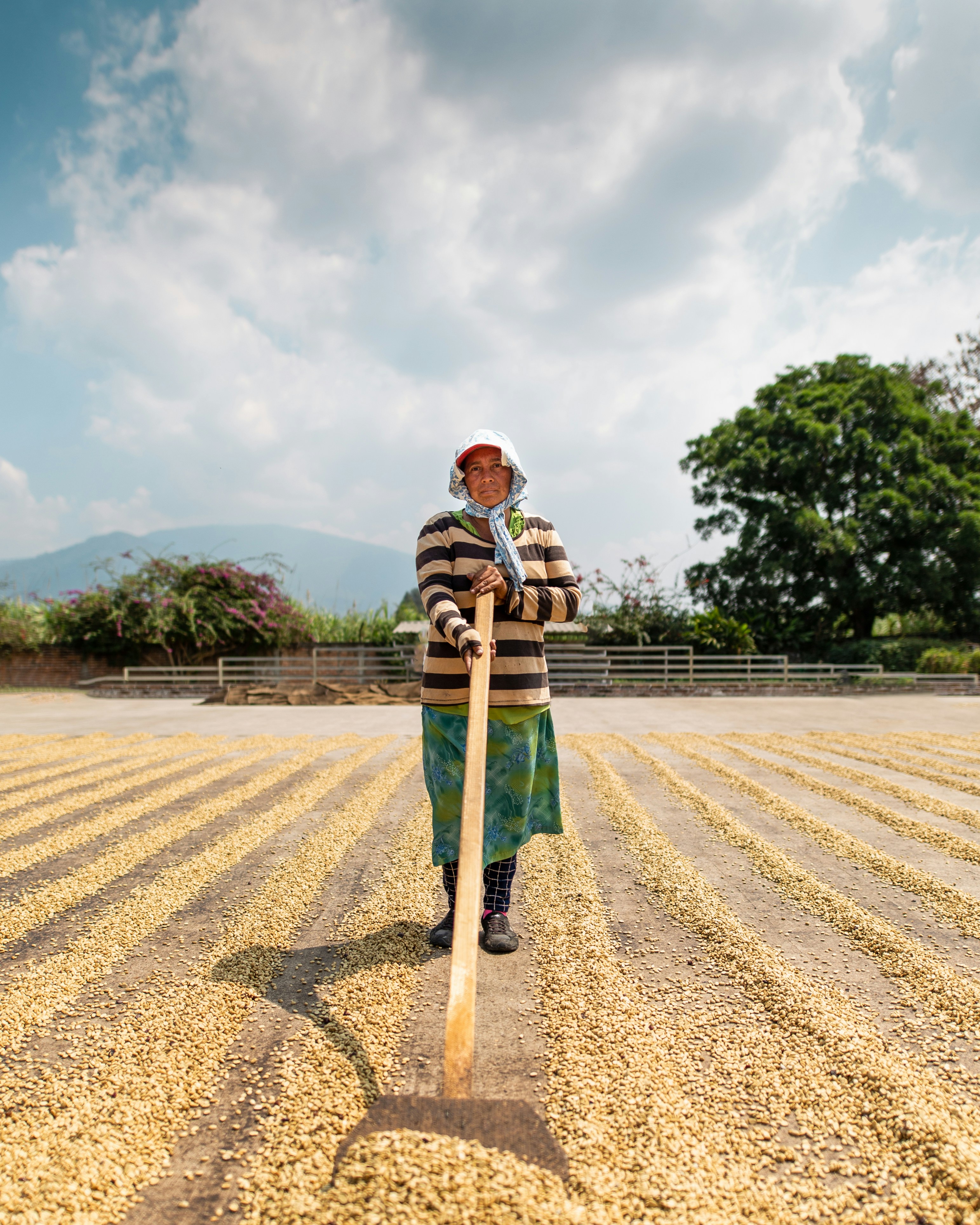 When drying, coffee has to be frequently mixed to avoid fungus. This picture was taken at the Pacas mill in El Salvador