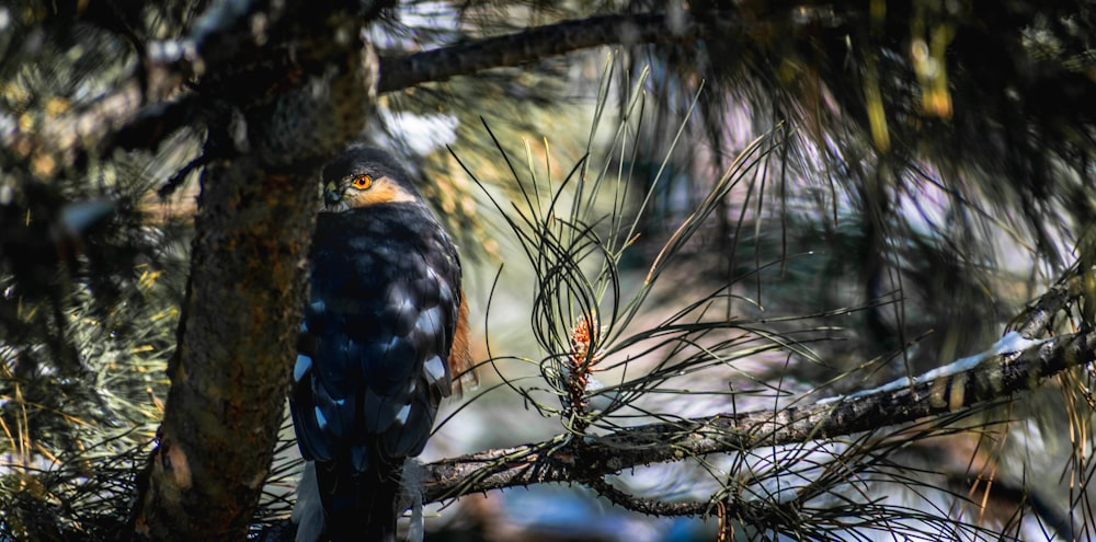 black bird on tree