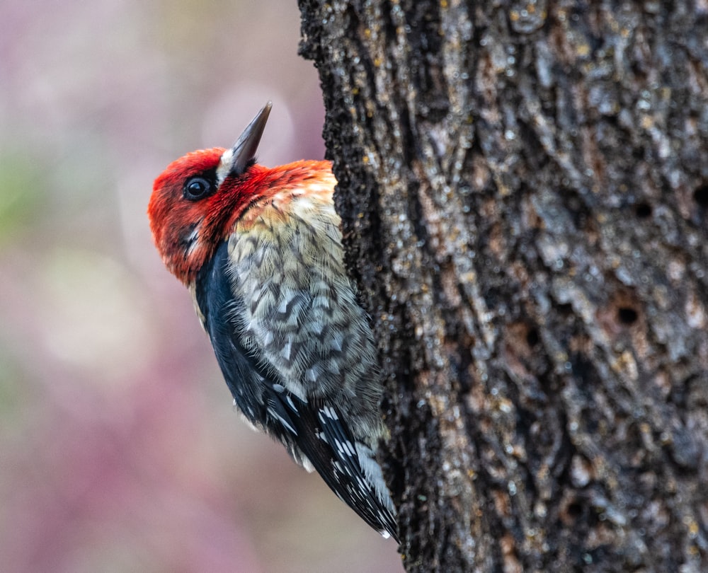 red and black bird on tree trunk