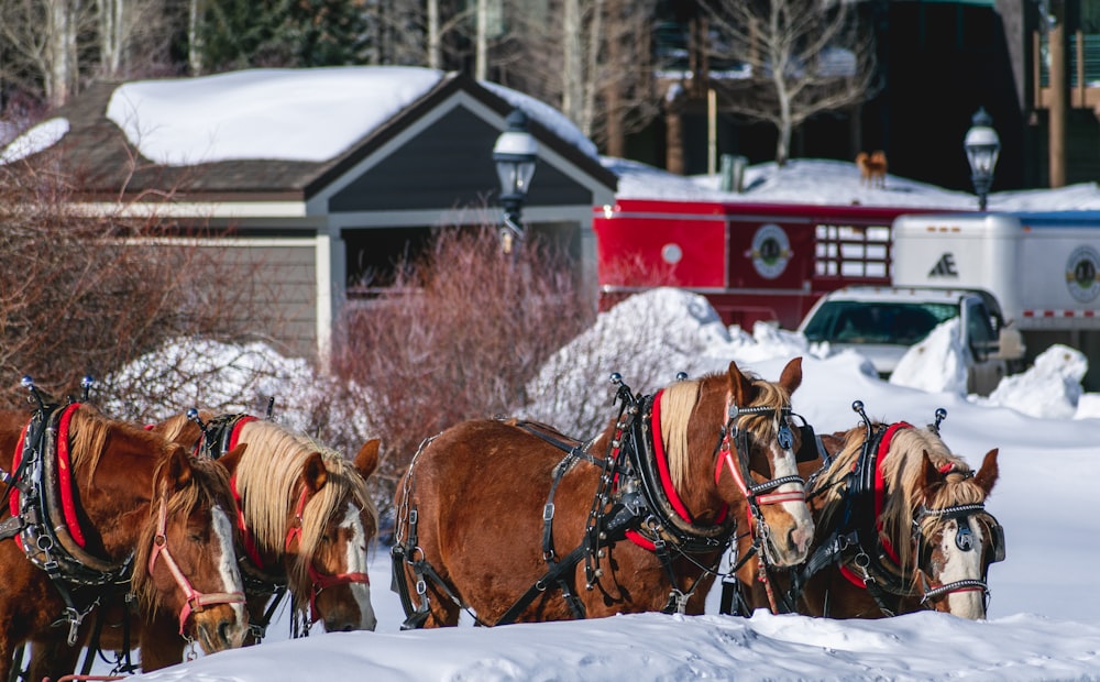 four brown and white horses outdoor during daytime