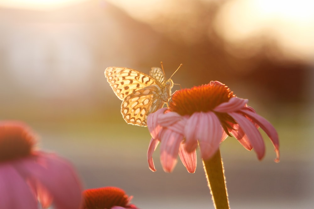 brown butterfly on flower