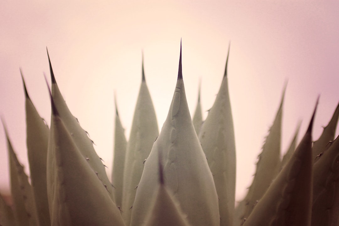 thorny plant,