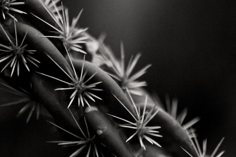 grayscale photography of cactus plant