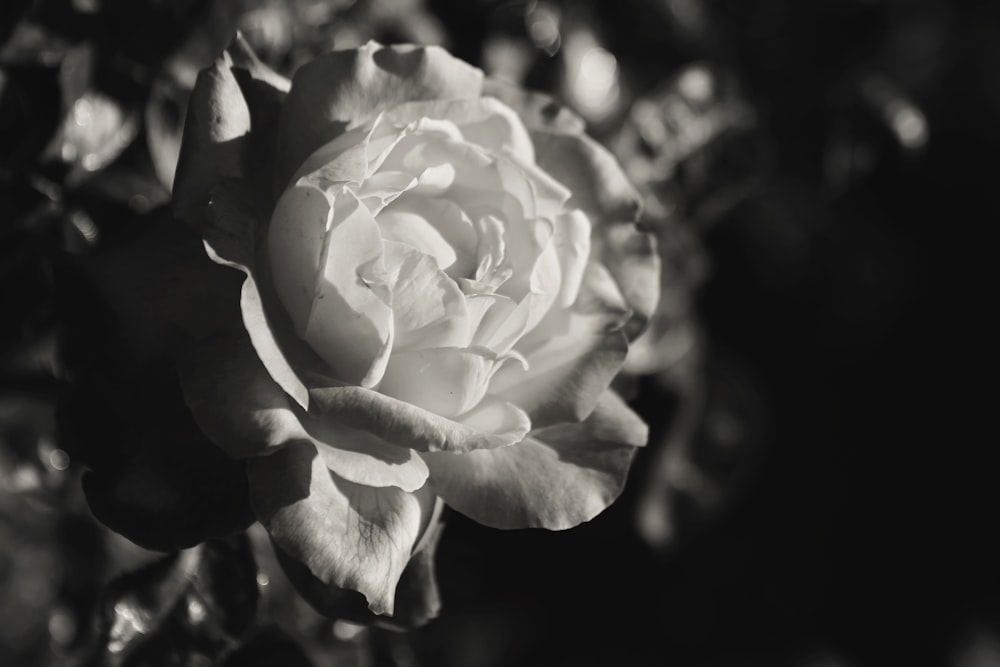 grayscale photography of flower