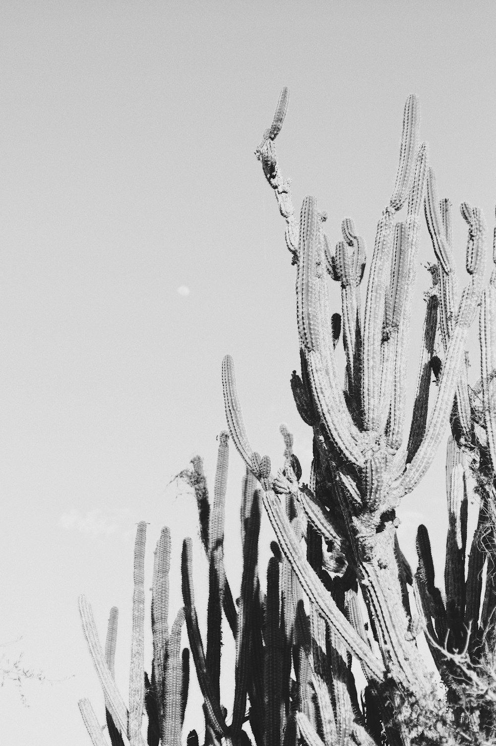 grayscale cactus