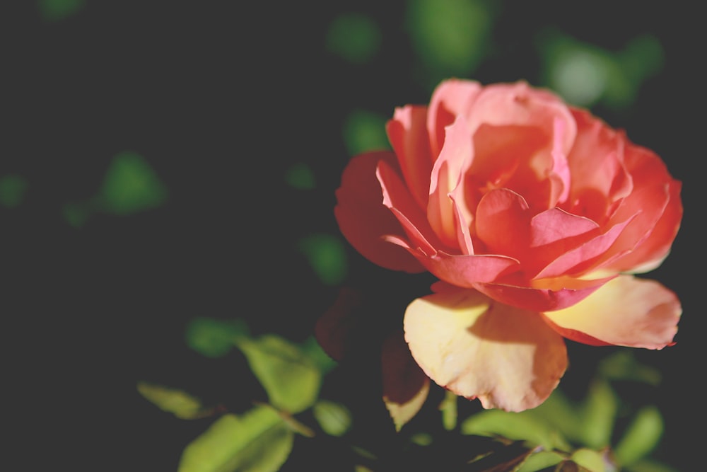 pink rose flower