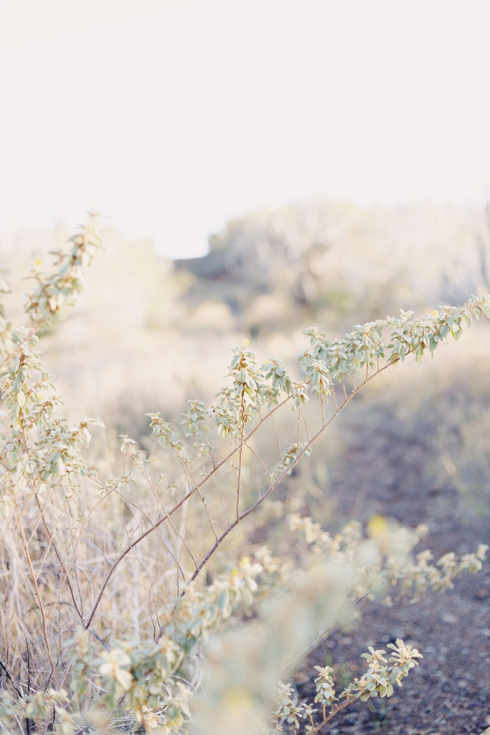 fleurs aux pétales blancs