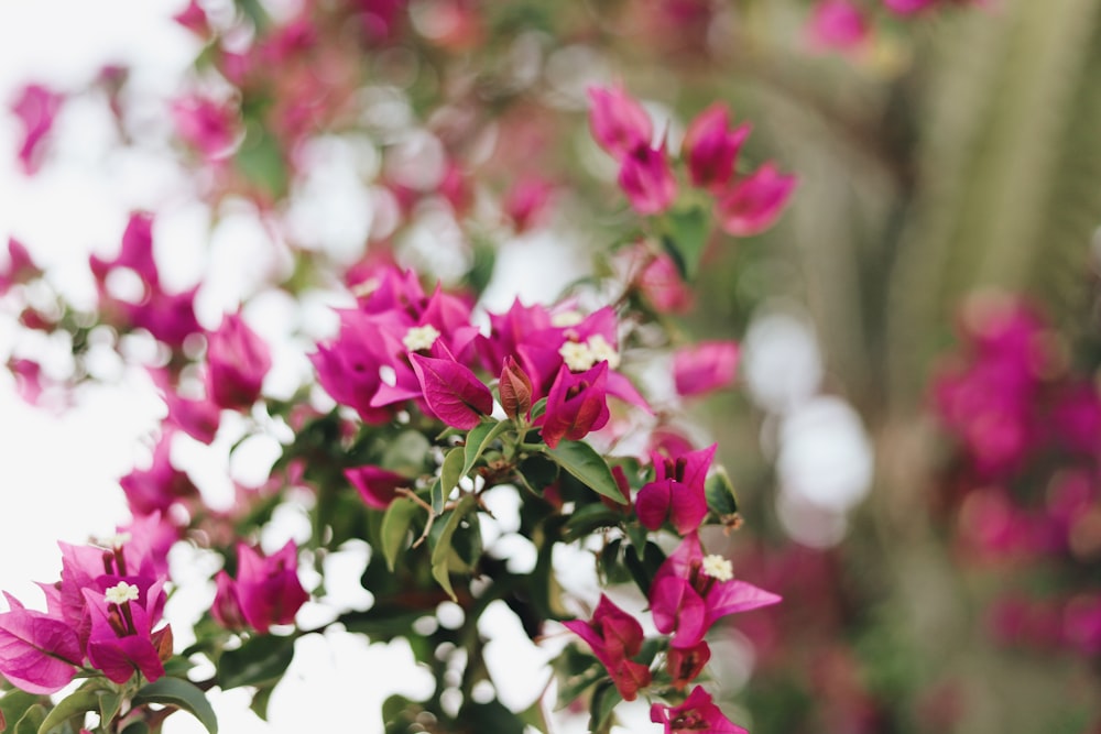 pink flowered plant