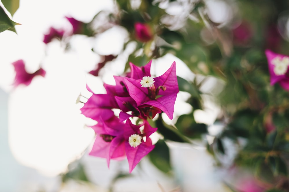 selective focus photo of bougainvillea flower