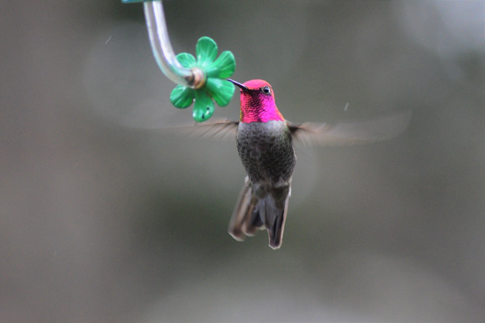 pink and gray hummingbird
