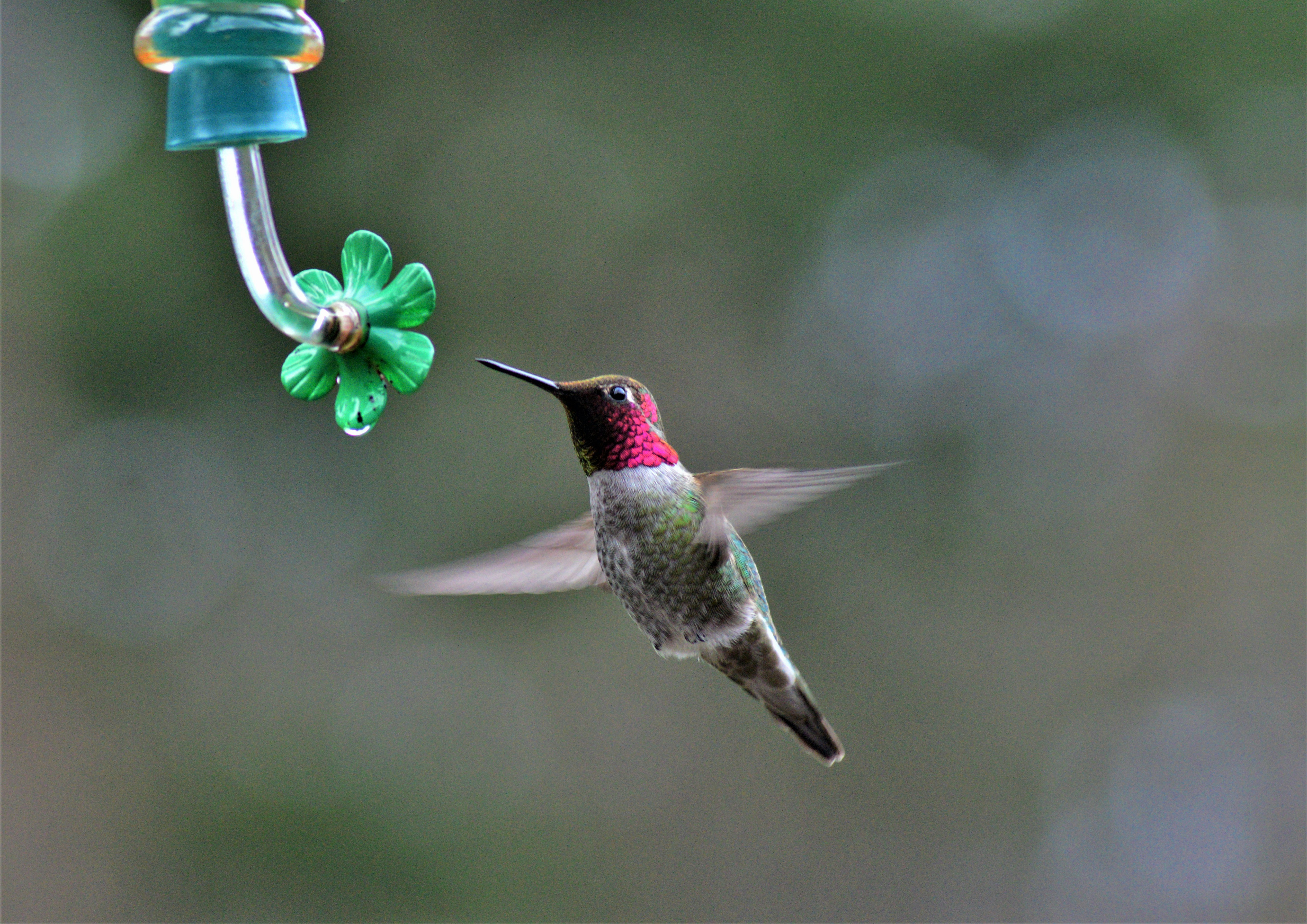 Urban garden with hummingbird feeder