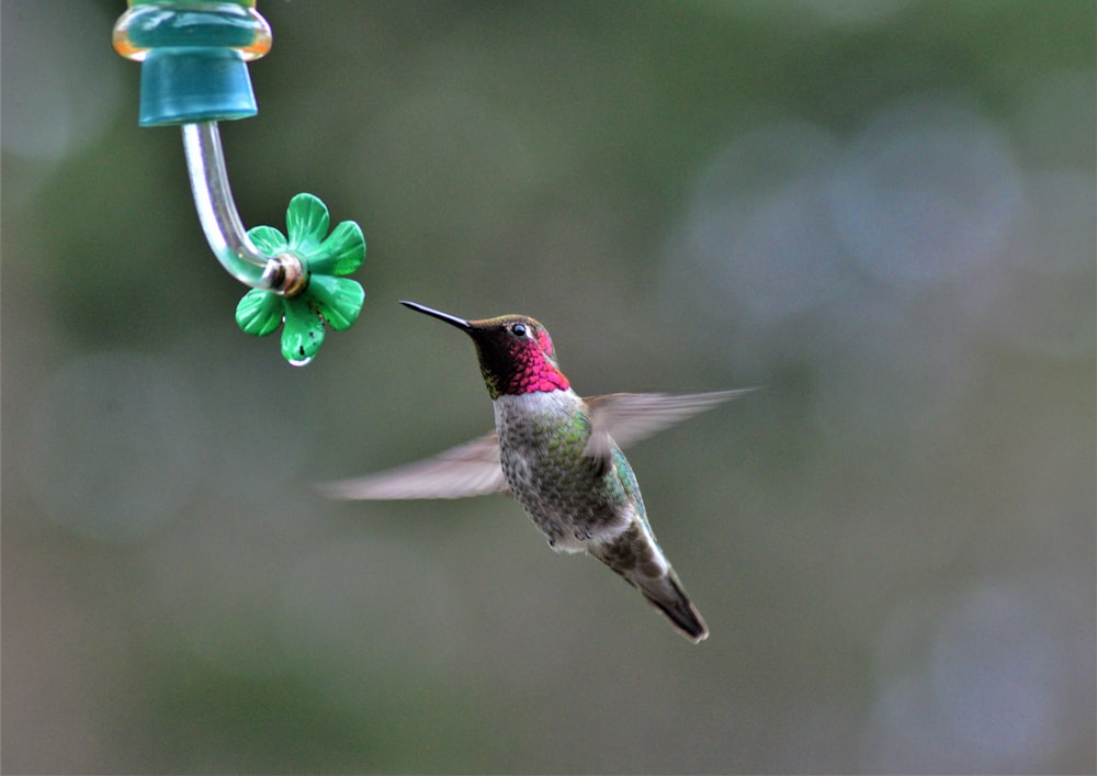 black hummingbird