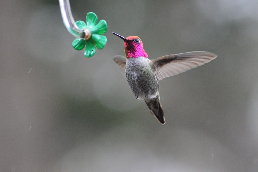 colibrì grigio nella fotografia a fuoco selettivo