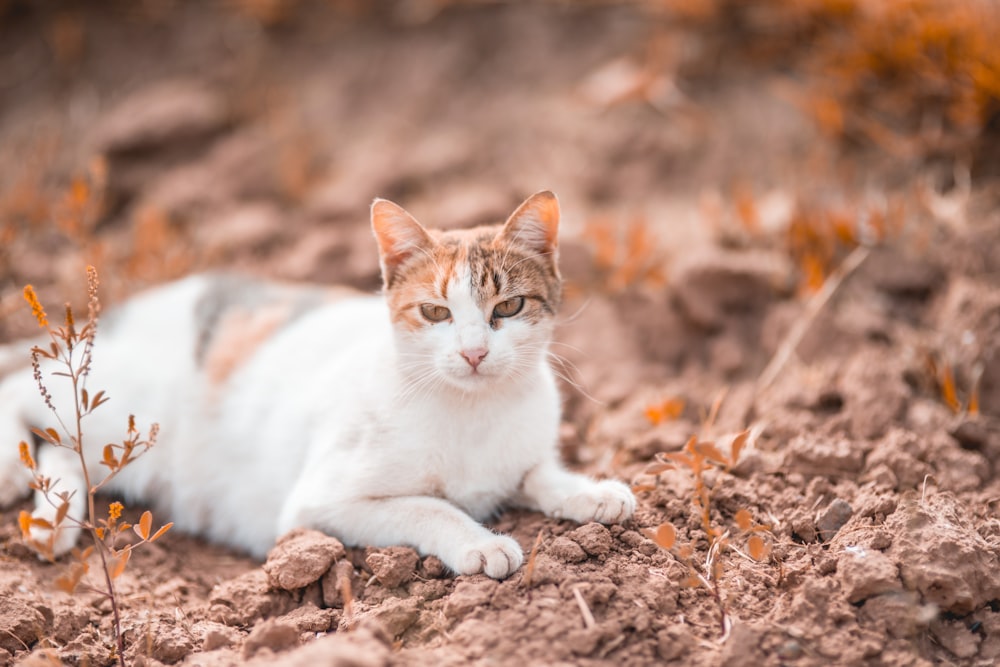 white and brown cat