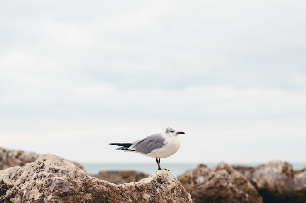 white seagull on rock