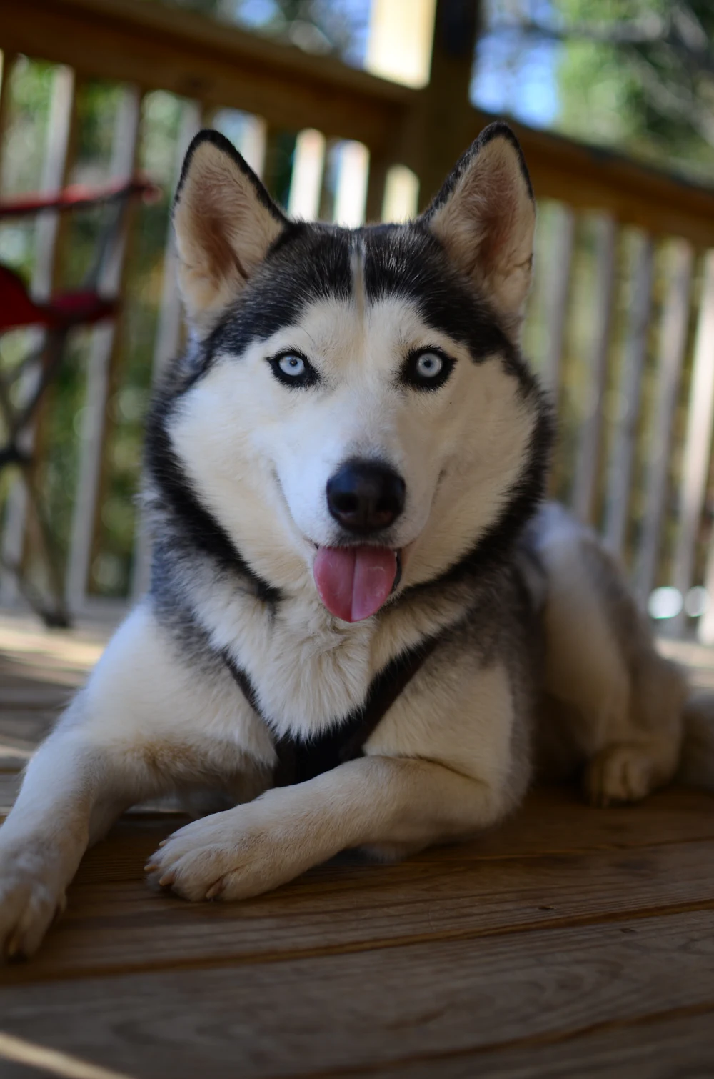 Siberian Husky, photo 4