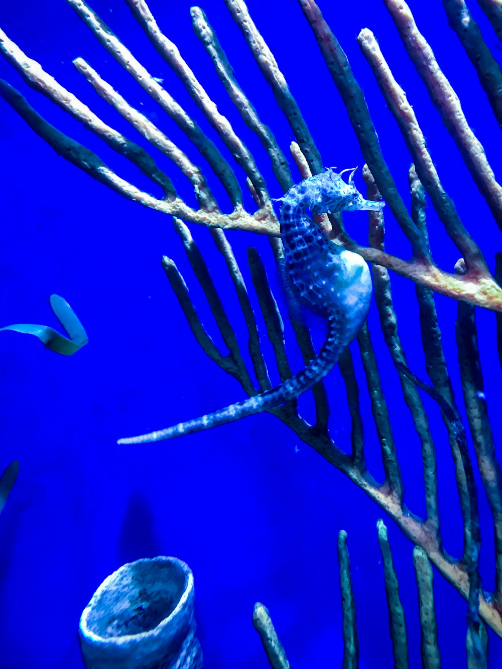 Caballito de mar azul