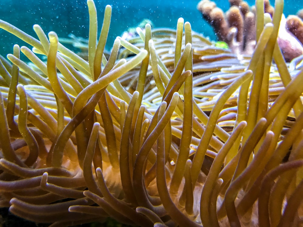 Fotografia subaquática de coral marrom