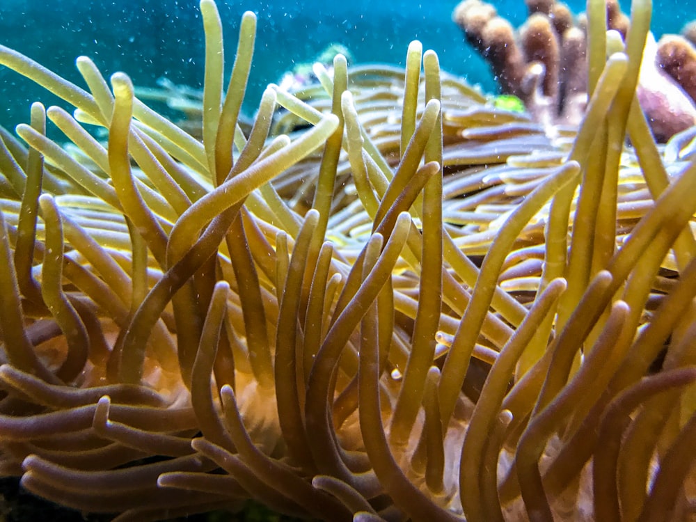 brown coral underwater photography