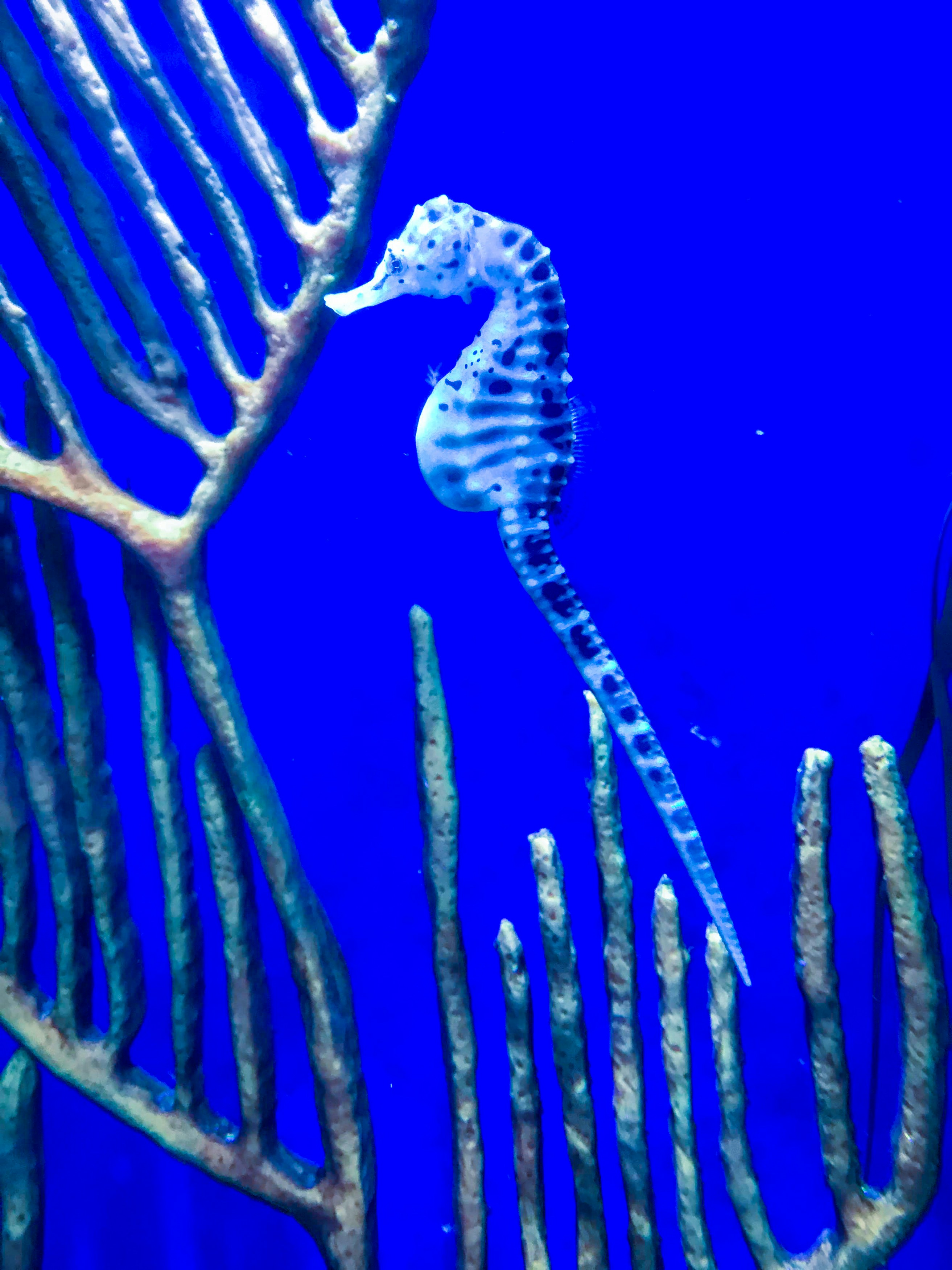 The profile angle of this seahorse reveals it’s big belly, full of baby seahorses.