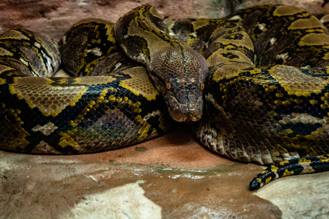 brown and yellow green bermese python snake
