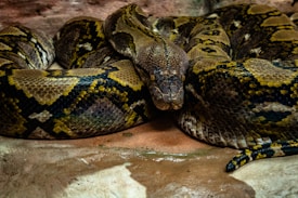A large python is coiled with its head lying atop its body. The snake's scales display a pattern of yellow, brown, and black colors. The snake's surroundings consist of a rocky surface.
