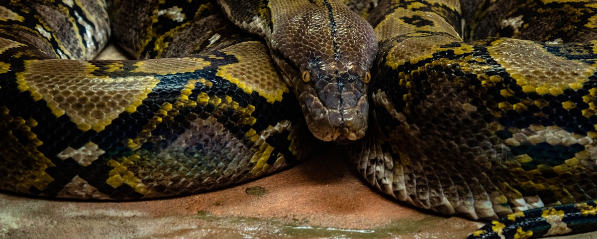 brown and green snake