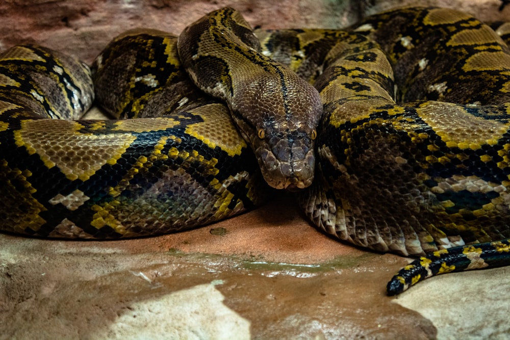 brown and green snake