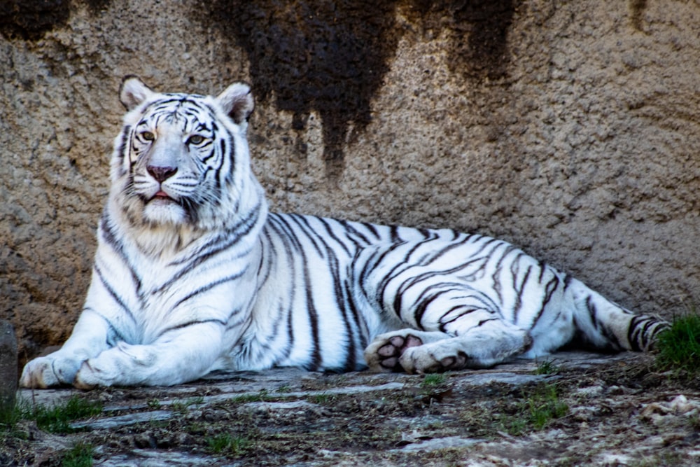 Ausgewachsener weißer Tiger
