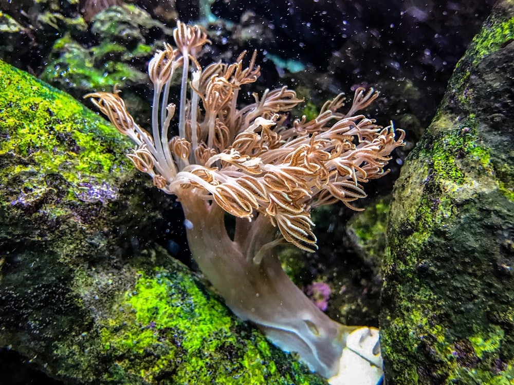 close-up photography of brown sea weed