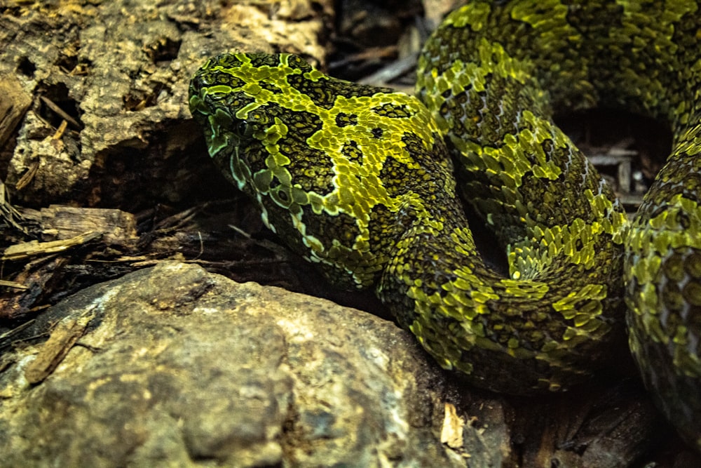 a close up of a snake on a rock